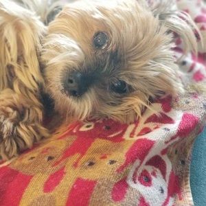 Meet your Posher, Pamela